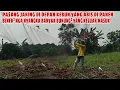 Download Lagu Pasang jaring di kebun yang abis di panen bener² nga nyangka banyak burung² keluar masuk