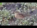 Download Lagu Paddy-field Pipit | Nature Web