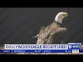 Caesar is home One of three eagles missing from Dollywood sanctuary found