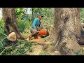 Download Lagu Cutting down tall trees that are protested and endanger neighbors‼️