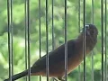 trini bullfinch