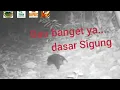 Download Lagu Sigung, si bau yang legendaris