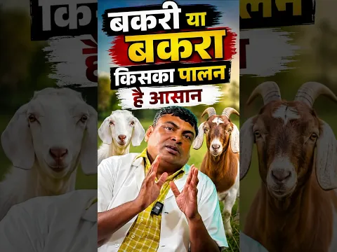 बकरी या बकरा फार्म किसका फार्म खोले? सिर्फ बकरा पालन करने से फायदा होगा? Goat farming Business