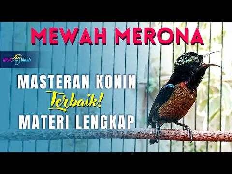 Download MP3 MASTERAN KONIN MATERI MEWAH FULL NEMBAK ISIAN  - KOLIBRI NINJA MATERI NEMBAK MEWAH