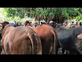 Download Lagu 21.500 !! Ajorr Sepi Pembeli !! Sapi Jumbo Gak Laku !! Pasar Sapi Tuban 