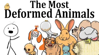 The Most Deformed Animals Humans Have Made