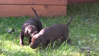 Vizmaraner Magyar Mix