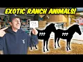 We Went to an Auction To BUY EXOTIC Ranch Animals