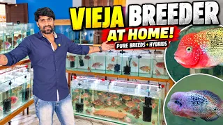 Rare Vieja Cichlids & Hybrids! Inside a Home Breeding Farm | Tamil | Coimbatore