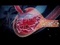 Urinary Tract Merck Manual Consumer Version surendratechstudy