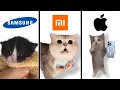 Download Lagu Three Cats but popular ringtones