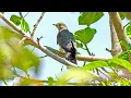Cuckoo Bird Singing on Tree Branch | 1 Hour