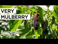 Largest Mulberry U-Pick Farm | Very Mulberry