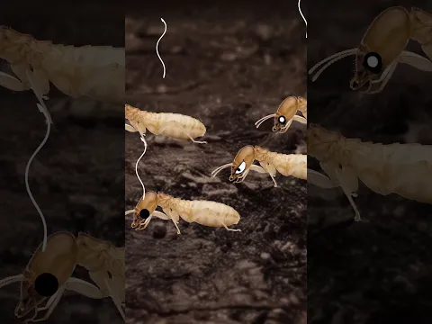 Animals With The Most Dangerous Farts 😮