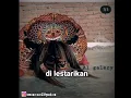 Download Lagu Lagu untuk stts wa Eney~ sagita kidung wahyu kolosebo