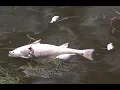 What is Red Tide