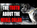 THE MERLE AMERICAN BULLY IN UNDER 3 MINUTES