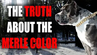 THE MERLE AMERICAN BULLY IN UNDER 3 MINUTES
