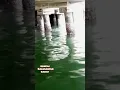 Download Lagu BUAYA‼️Video Amatir warga menangkap BUAYA SANGAT BESAR LEWAT DI SUNGAI #shorts #buaya