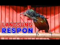 Download Lagu Semua Konin PASTI MERESPON dan GACOR dengan PANCINGAN KOLIBRI NINJA ini