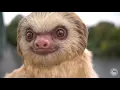 Two Toed Sloth Costume Moving Test