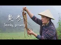 Lagu Stinky Ginseng — Yunnan People’s Own “Medicinal Ginseng”【滇西小哥】