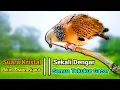Download Lagu TEKUKUR GACOR Ngalas || PANCINGAN TEKUKUR AGAR BUNYI || SUARA PIKAT \u0026 PANCINGAN TEKUKUR suara NGALAS