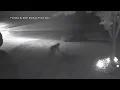 Police urge residents to take caution after a North Mankato Cougar sighting