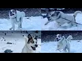 Huge St Bernard Husky Mix Shelter Rescue Plays in Snow Off Leash for First Time Angeles NF SoCal