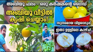 അബിയൂ പഴങ്ങളുടെ വിളവെടുപ്പ് തുടങ്ങി Abiu Farming and Harvesting
