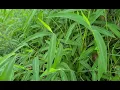 A Weed from Hell Japanese Stiltgrass