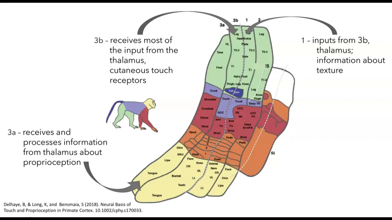 Somatosensory cortex organization and function