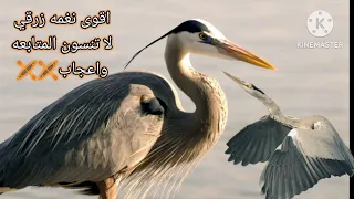 صوت الزرقي نسي وذكر هذا الصوت اجنبي 