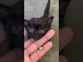 Download Lagu He Saved a Helpless Kitten… Now They’re Family