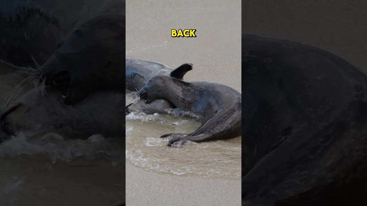 Epic Seal Battle