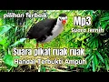 Download Lagu SUARA PIKAT RUAK RUAK HANDAL TERBUKTI CEPAT DATANG 