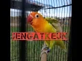 Download Lagu PANCINGAN #LOVEBIRD MALES BUNYI, HITUNGAN DETIK LANGSUNG NYAUT - Juice wrld
