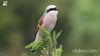 طائر الصرد يقلد صوت الحسون الخضري لإستدراجه دندنها