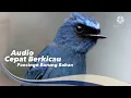 Download Lagu Pancingan Sikatan Ninon | #masteran si Biru
