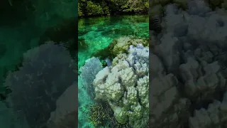 Hammerhead Bay – Sulawesi