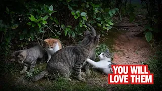Park bush home for a stray cat family#cat #stray