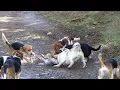 Download Lagu 2022 Running Cottontail Rabbit w/Beagles in Oregon @ 1500 ft