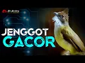 Download Lagu MASTERAN CUCAK JENGGOT GACOR SPED RAPET BESETAN TAJEM