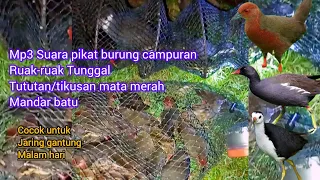 mp3 suara pikat campuran ruak ruak mandar batu dan tikusan mata merah burung