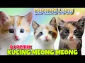 Lagu DJ KUCING MEONG-MEONG | LAGU KUCING MEONG MEONG REMIX | CUTE KITTEN | KUCING LUCU DI JAILIN