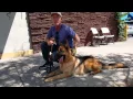 Westside German Shepherd Rescue