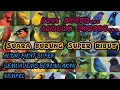 Download Lagu SUARA PIKAT BURUNG RIBUT UNTUK SEMUA JENIS BURUNG AMPUH ANTI ZONK