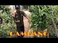 Download Lagu CARA PERBANYAK TANAMAN HIAS NUSA INDAH !!!