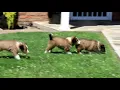 Shetland Sheepdog Puppies For Sale