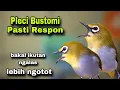 Download Lagu Pleci Ngalas Manggil Pleci Lain Bikin Ngalas Lebih Ngotot